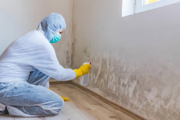 Licensed Mold Removal service in Wayland, MA - WQB Mold Removal