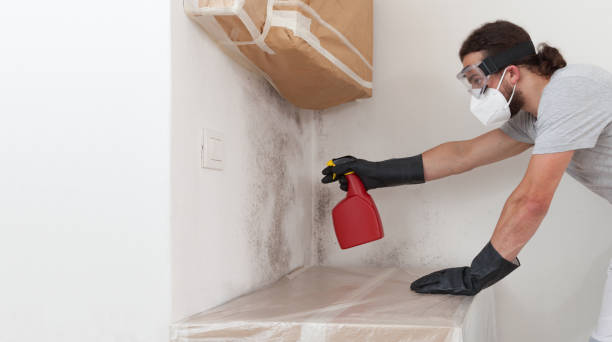 Professional Mold Removal technician working in Wayland, MA